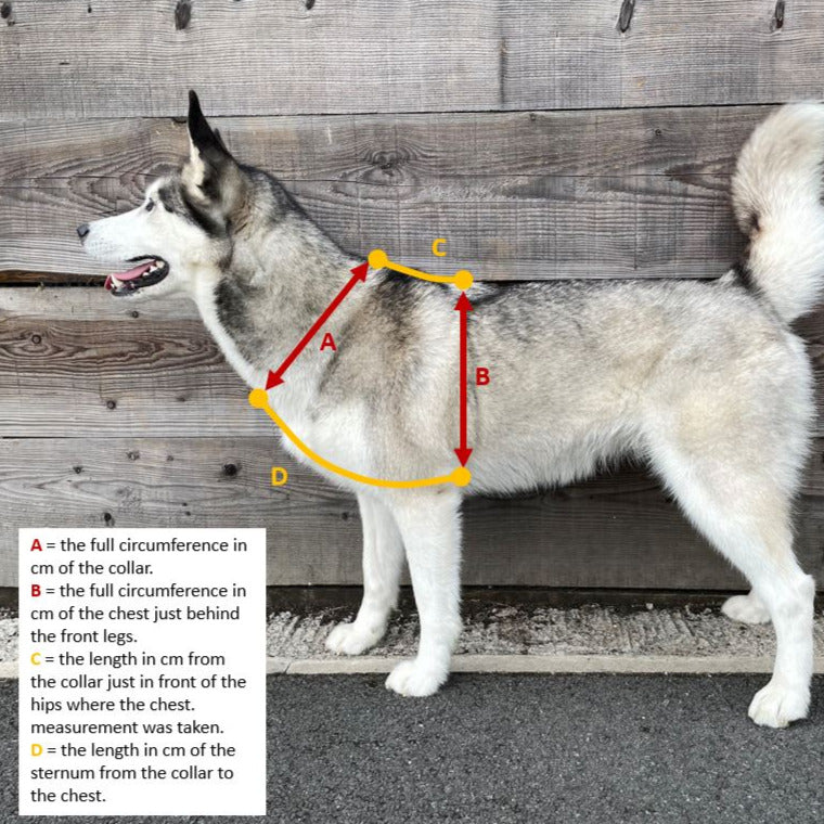 Padded Dog Harness - Design Your Own
