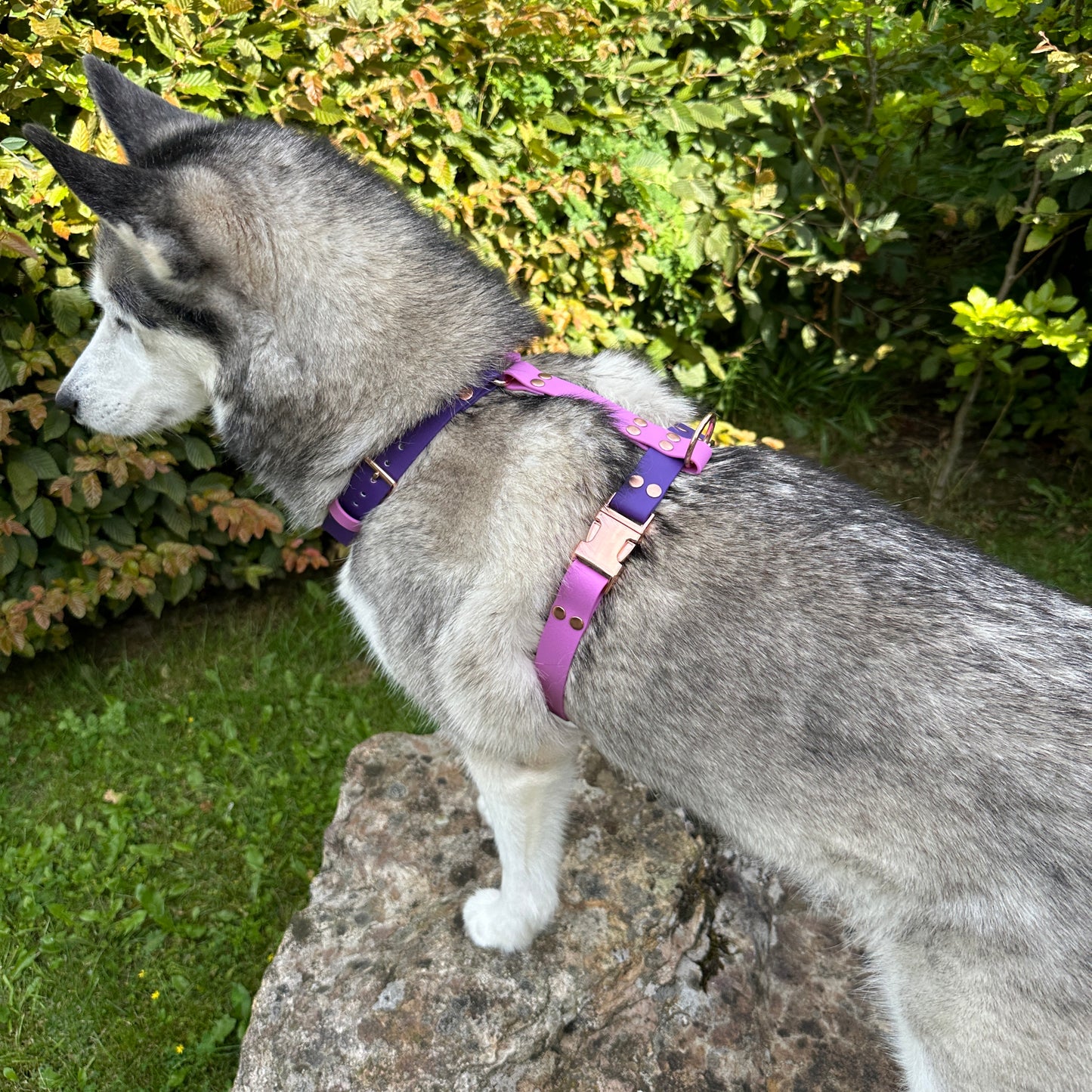 Waterproof Dog Harness - Design Your Own