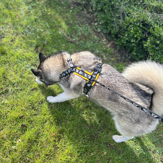 COBRA® Pro Explorer Harness - Design Your Own