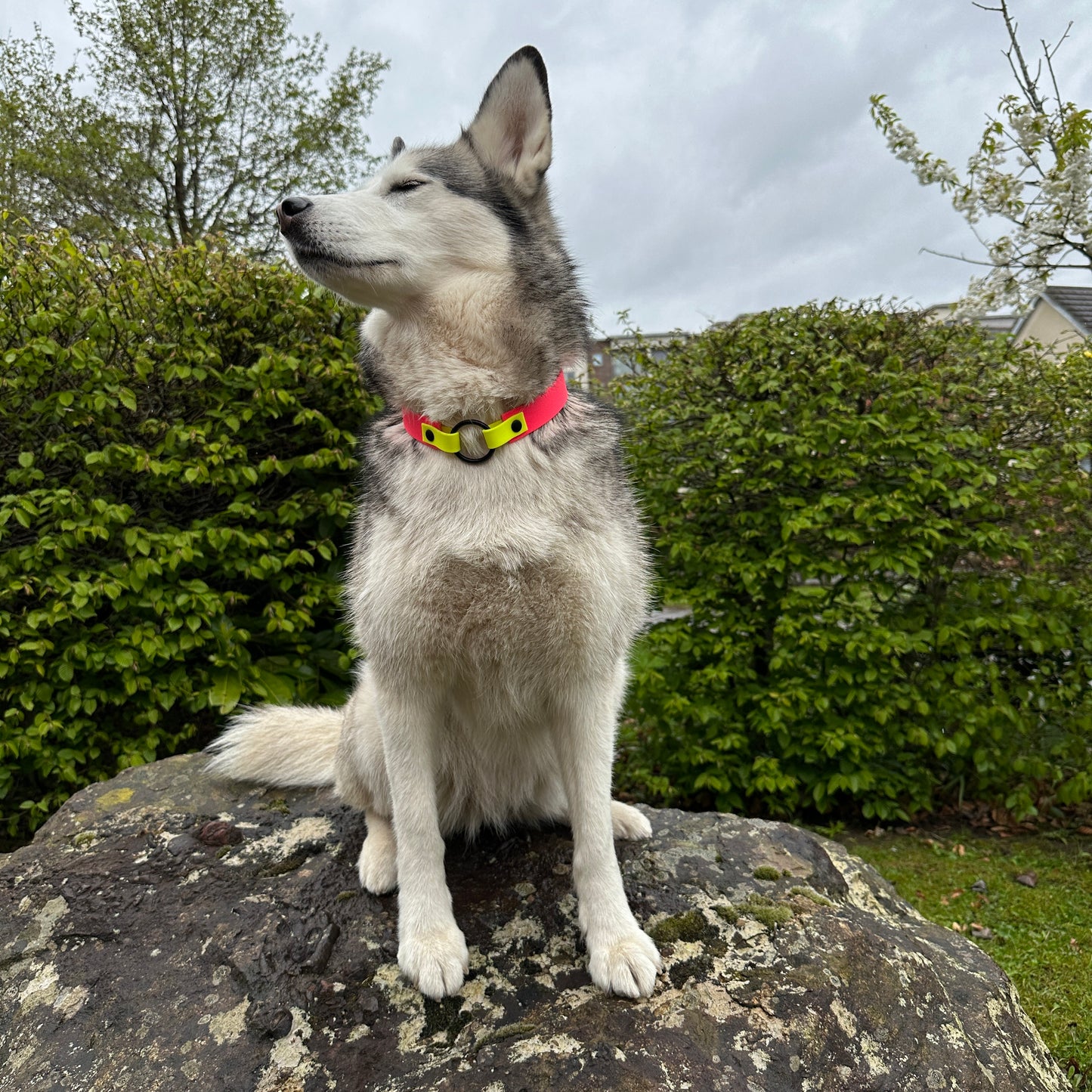 Waterproof ID Tag Dog Collar - Design Your Own