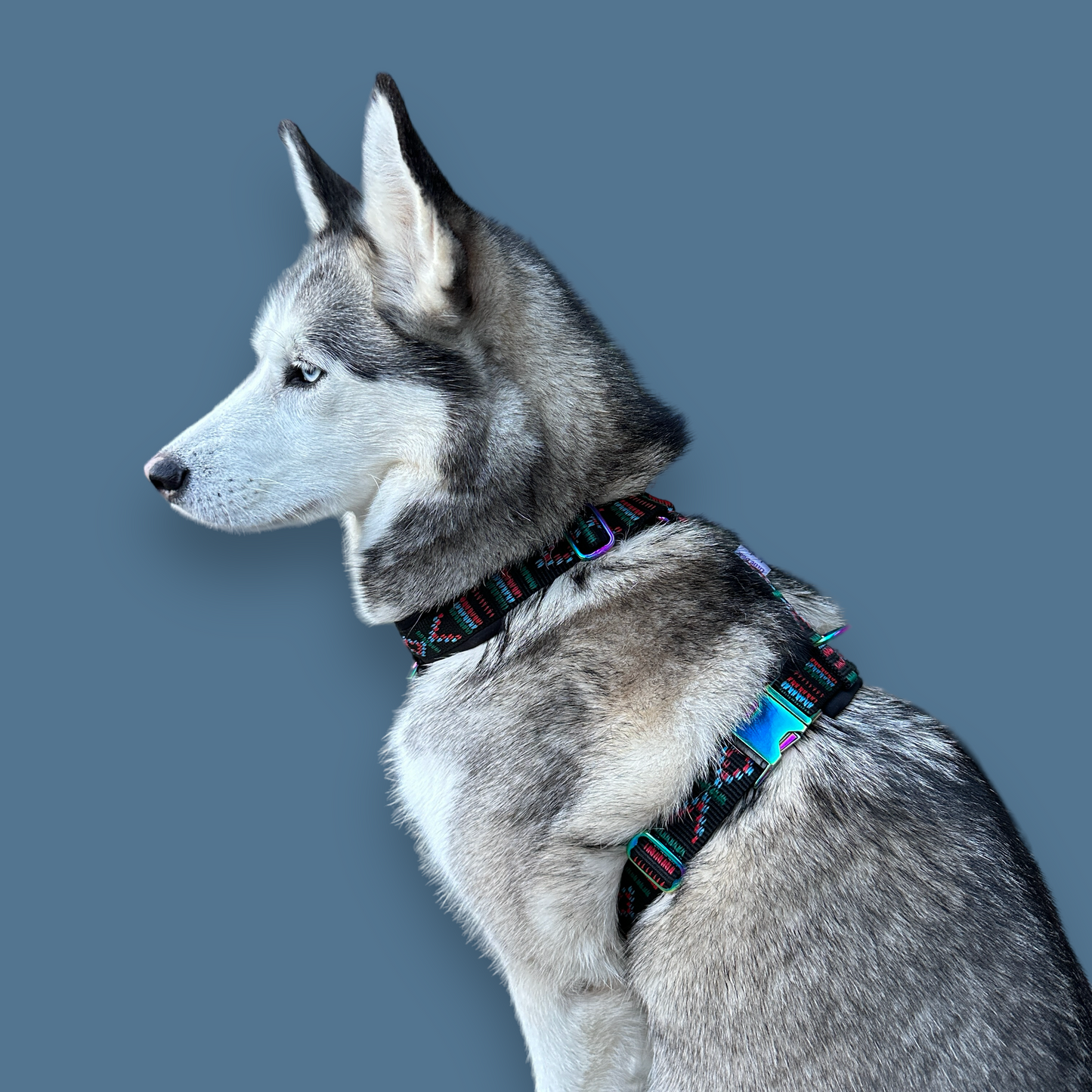 Padded Dog Harness - Design Your Own