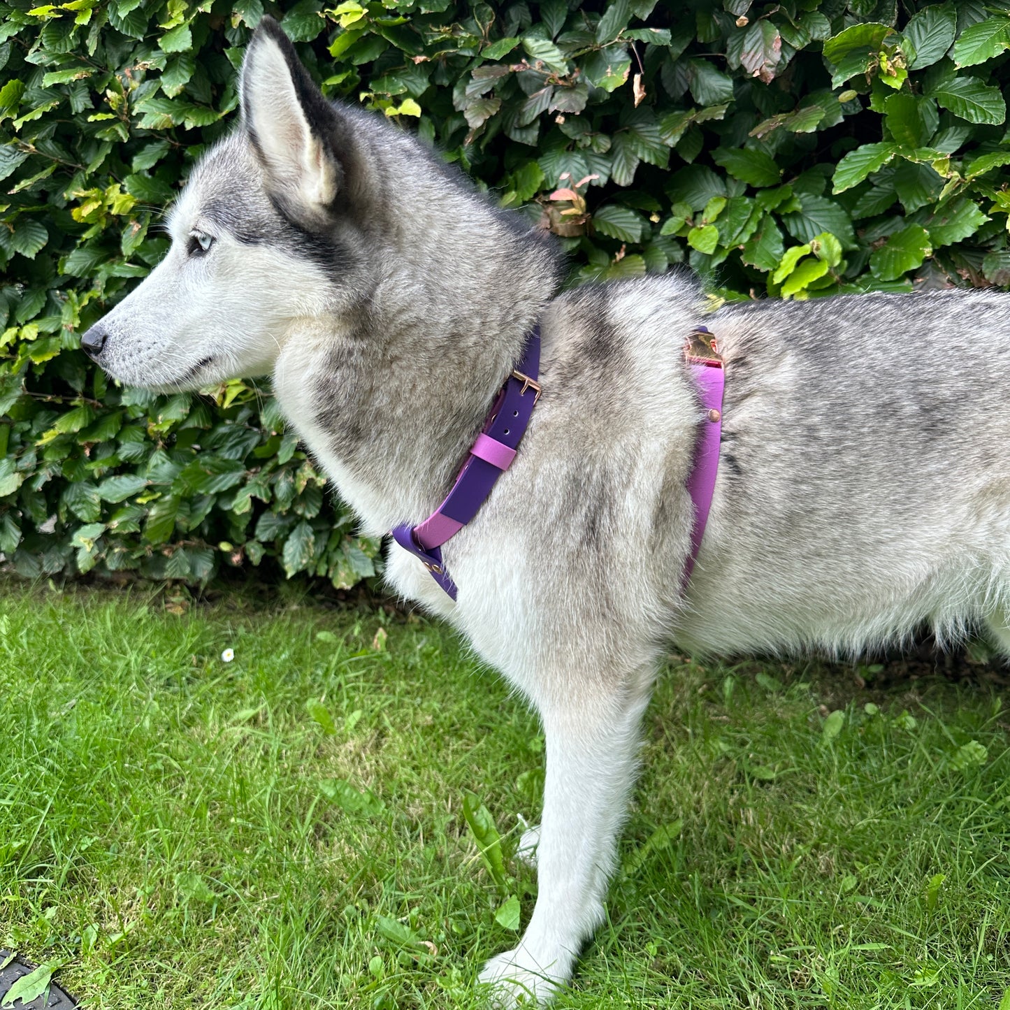 Waterproof Dog Harness - Design Your Own
