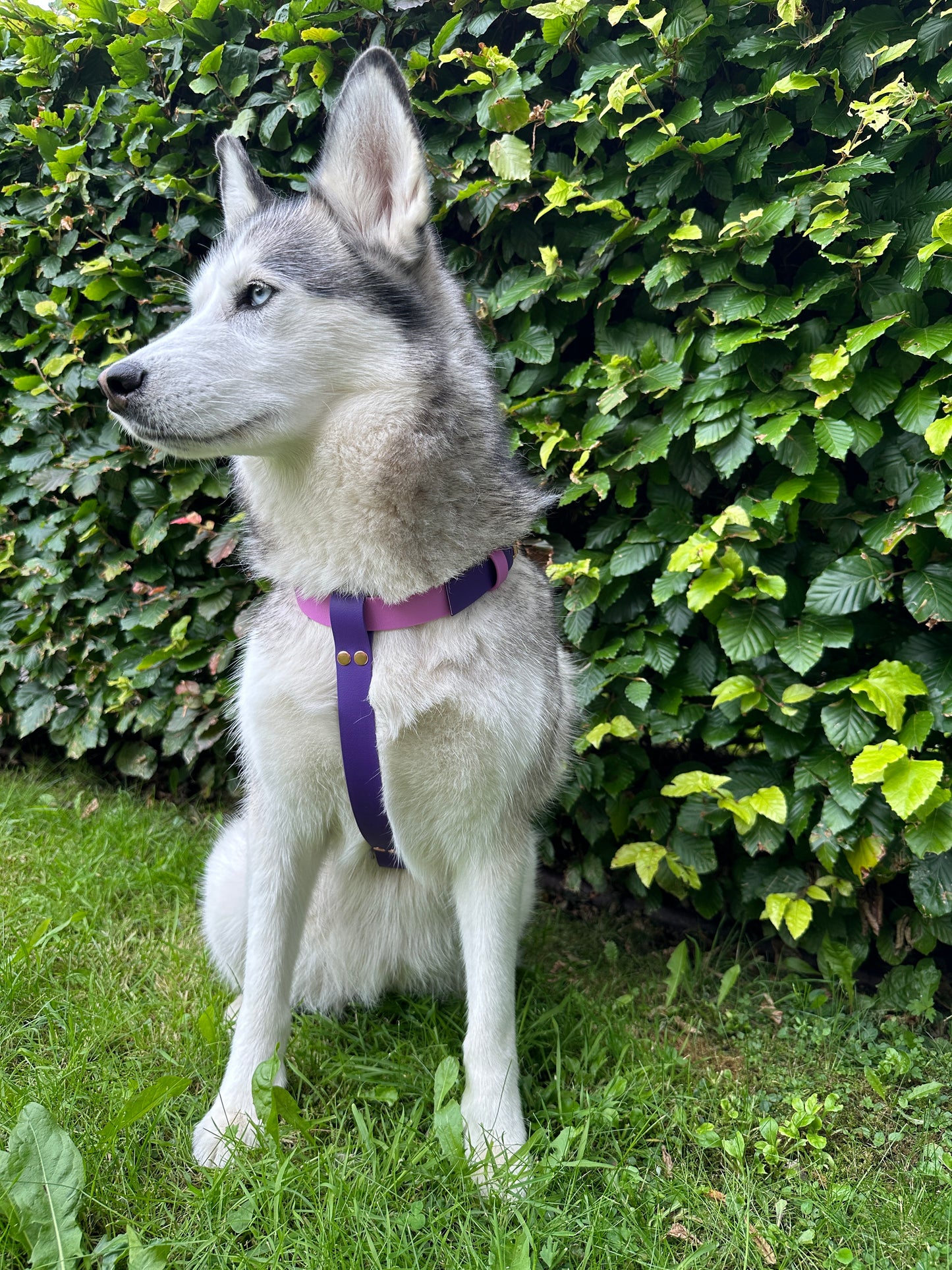 Waterproof Dog Harness - Design Your Own