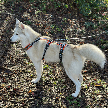 Escape Proof Dog Harness | COBRA® Pro Buckles & Padded - Design Your Own