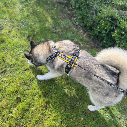 Y-Shape Dog Harness | COBRA® Pro Buckles & Padded - Design Your Own