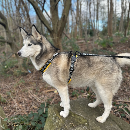 Y-Shape Dog Harness | COBRA® Pro Buckles & Padded - Design Your Own