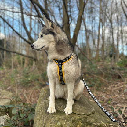 Y-Shape Dog Harness | COBRA® Pro Buckles & Padded - Design Your Own
