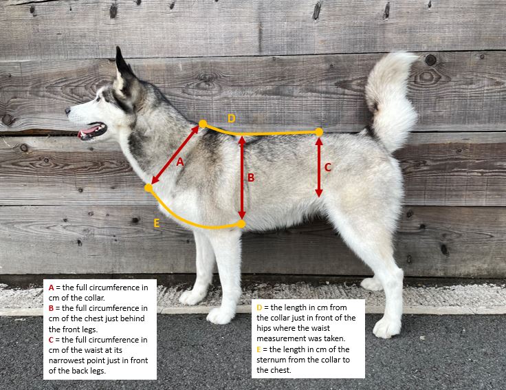 Adjustable Anti-Escape Dog Harness - Design Your Own